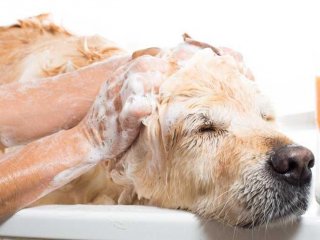 PET CARE BUSINESS FOR SALE (Sutherland) *SOLD SOLD SOLD*